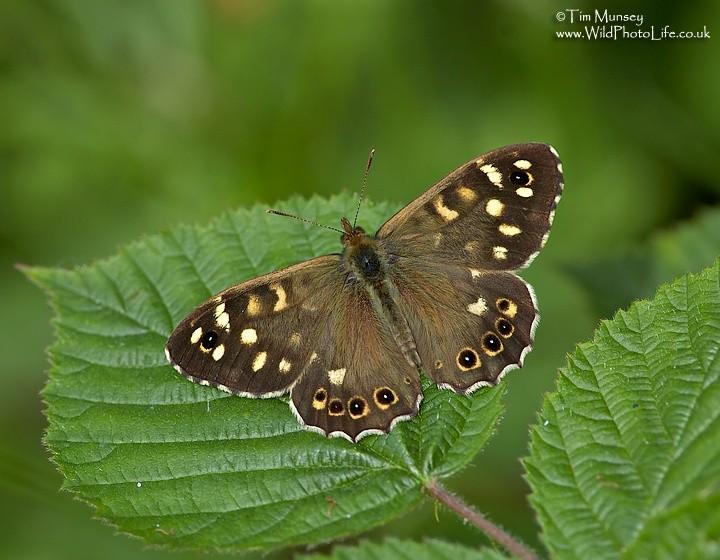 Speckled Wood 18_06_06_2.jpg